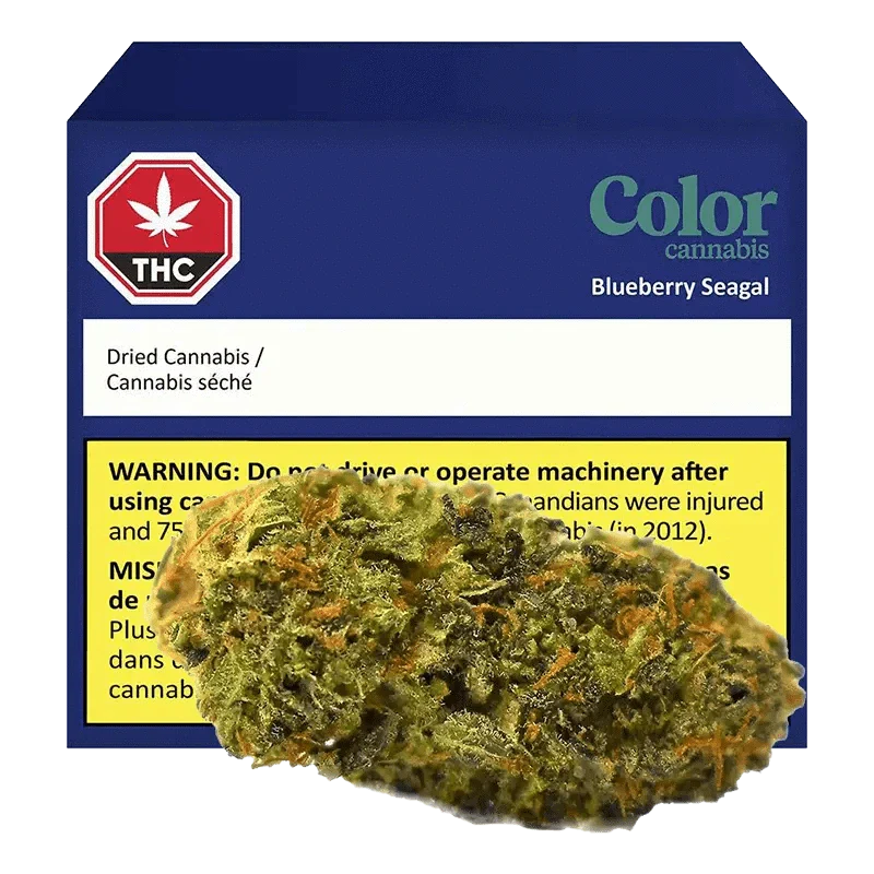Blueberry Seagal By Color Cannabis