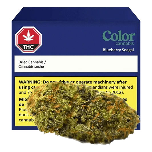 Blueberry Seagal By Color Cannabis